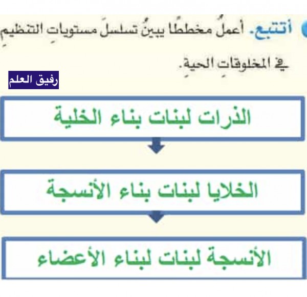 اعمل مخططا يبين تسلسل مستويات التنظيم في المخلوقات الحيه